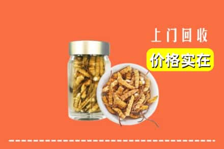 收购资讯:城中区回收散虫草